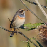 Bluethroat (luscinia svecica), Grancy, Switzerland, August 2013