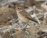 Whinchat (saxicola rubetra), Vullierens, Switzerland, August 2013