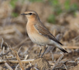 Northern wheatear (oenanthe oenanthe), Vullierens, Switzerland, August 2013