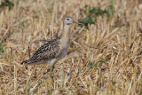 Ruff (philomachus pugnax), Cuarnens, Switzerland, August 2013