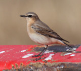Northern wheatear (oenanthe oenanthe), Cuarnens, Switzerland, September 2013