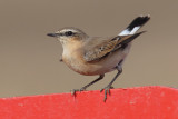 Northern wheatear (oenanthe oenanthe), Cuarnens, Switzerland, September 2013