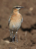 Northern wheatear (oenanthe oenanthe), Grancy, Switzerland, October 2013