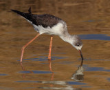 Black-winged stilt (himantopus himantopus), Kalloni Saltpans, Greece, September 2013