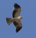 Booted eagle (hieraaetus pennatus), Elche, Spain, October 2013