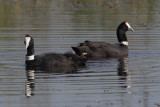Red-knobbed coot (fulica cristata), El Fondo, Spain, October 2013