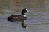 Red-knobbed coot (fulica cristata), El Fondo, Spain, October 2013