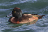 Tufted duck x ferruginous duck? (aythya fuligula x nyroca?), Morges, Switzerland, November 2013