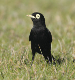 Spectacled tyrant (hymenops perspicillatus), El Calafate, Argentina, January 2013