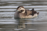 Long-tailed duck (clangula hyemalis), Saint-Sulpice, Switzerland, December 2013
