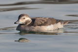 Long-tailed duck (clangula hyemalis), Saint-Sulpice, Switzerland, January 2014