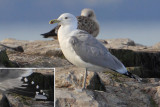 Caspian gull (larus cachinnans), Ouchy, Switzerland, January 2014