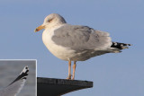 Herring gull (larus argentatus argentatus), Ouchy, Switzerland, January 2014