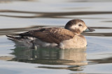 Long-tailed duck (clangula hyemalis), Saint-Sulpice, Switzerland, January 2014