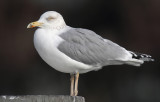 Herring gull (larus argentatus argentatus), Ouchy, Switzerland, January 2014