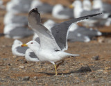 Steppe gull (larus (cachinnans/fuscus) barabensis), Yiti, Oman, February 2014