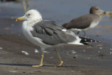 Steppe gull (larus (cachinnans/fuscus) barabensis), Quriyat, Oman, February 2014
