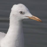 Slender-billed gull (chroicocephalus genei), Yiti, Oman, February 2014