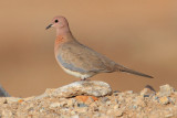 Laughing dove (spilopelia senegalensis), Yiti, Oman, February 2014