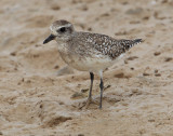 Grey plover (pluvialis squatarola), Yiti, Oman, February 2014