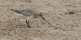 Grey plover (pluvialis squatarola), Yiti, Oman, February 2014