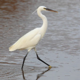 Western reef heron, western reef egret (egretta gularis), Yiti, Oman, Febraury 2014