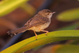 Graceful prinia (prinia gracilis), Al Jissah, Oman, February 2014