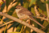 Graceful prinia (prinia gracilis), Al Jissah, Oman, February 2014