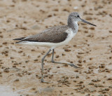  Common greenshank (tringa nebularia), Yiti, Oman, February 2014