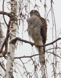Sparrowhawk (accipiter nisus), Echandens, Switzerland, February 2014