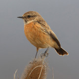 Stonechat (saxicola rubicola), Saint-Saphorin-sur-Morges, Switzerland, March 2014