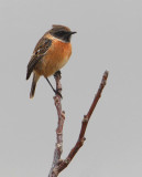 Stonechat (saxicola rubicola), Saint-Saphorin-sur-Morges, Switzerland, March 2014