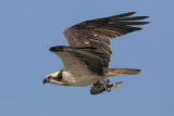 Osprey (pandion haliaetus), Yiti, Oman, February 2014 