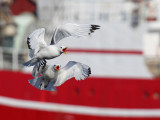 Black-legged kittiwake (rissa tridactyla), Sørvågen, Norway, July 2014