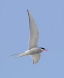  Arctic tern (sterna paradisaea), Fredvang, Norway, July 2014