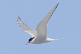 Arctic tern (sterna paradisaea), Fredvang, Norway, July 2014