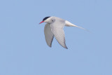  Arctic tern (sterna paradisaea), Fredvang, Norway, July 2014