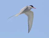  Arctic tern (sterna paradisaea), Fredvang, Norway, July 2014