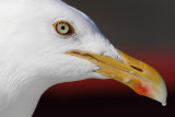 Herring gull (larus argentatus argentatus), , Norway, July 2014