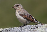 Northern wheatear (oenanthe oenanthe), Barrage de Moiry, Switzerland, August 2014
