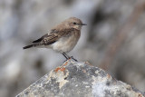 Eastern black-eared wheatear (oenanthe melanoleuca), Chamoson, Switzerland, August 2014