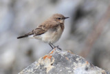 Eastern black-eared wheatear (oenanthe melanoleuca), Chamoson, Switzerland, August 2014