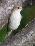 Pied flycatcher (ficedula hypoleuca), Echandens, Switzerland, August 2014