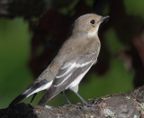 Pied flycatcher (ficedula hypoleuca), Echandens, Switzerland, August 2014