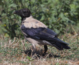 Hooded crow (corvus cornix), Gialova, Greece, September 2014.