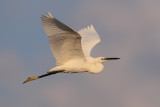 Little egret (egretta garzetta), Gialova, Greece, September 2014