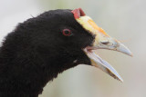 Red-knobbed coot (fulica cristata), El Fondo, Spain, November 2014