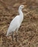 Cattle egret (bubulcus ibis), Elche, Spain, November 2014