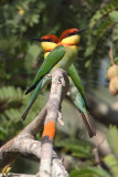 Chestnut-headed bee-eater (merops leschenaulti), Langkawi, Malaysia, January 2015