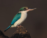 Collared kingfisher (todiramphus chloris), Langkawi, Malaysia, January 2014